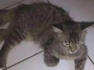 Gato raça Misturada idade 1 ano nome Poly