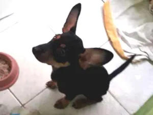 Cachorro raça Vira lata idade 2 a 6 meses nome Fredy