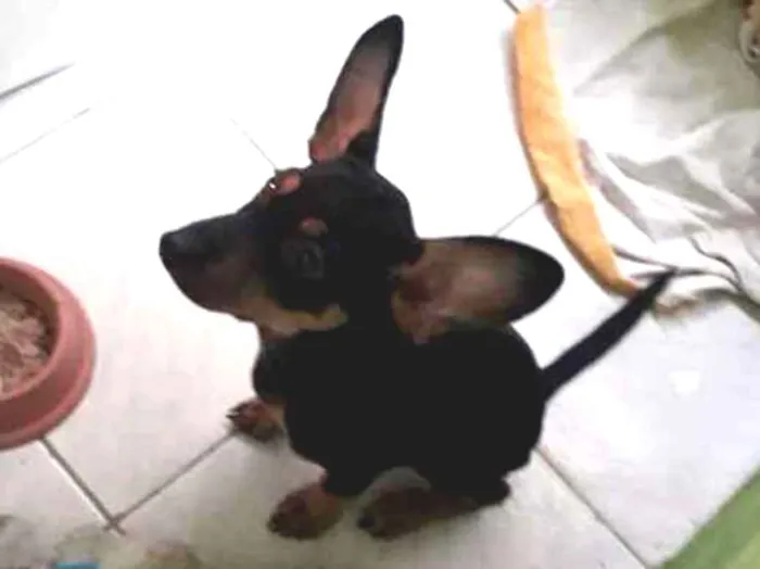 Cachorro ra a Vira lata idade 2 a 6 meses nome Fredy