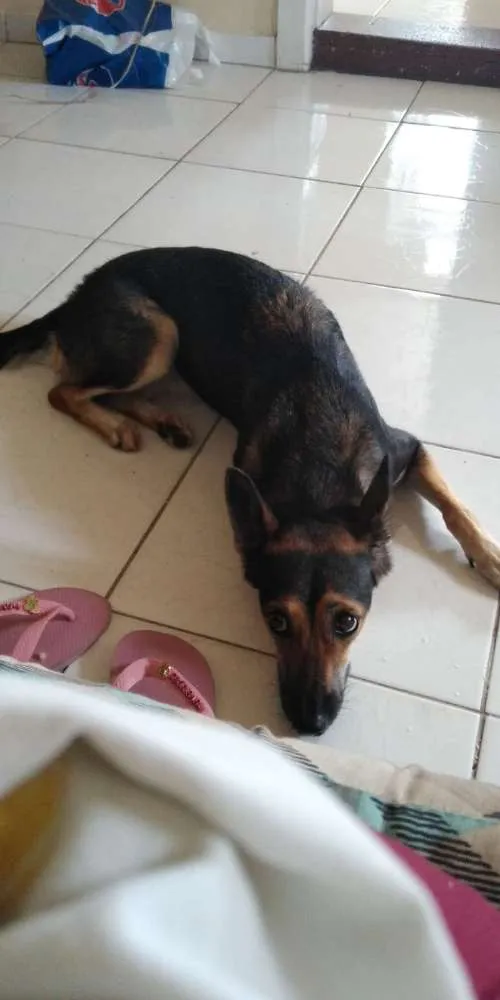 Cachorro ra a Vira-lata  idade 1 ano nome Pandora
