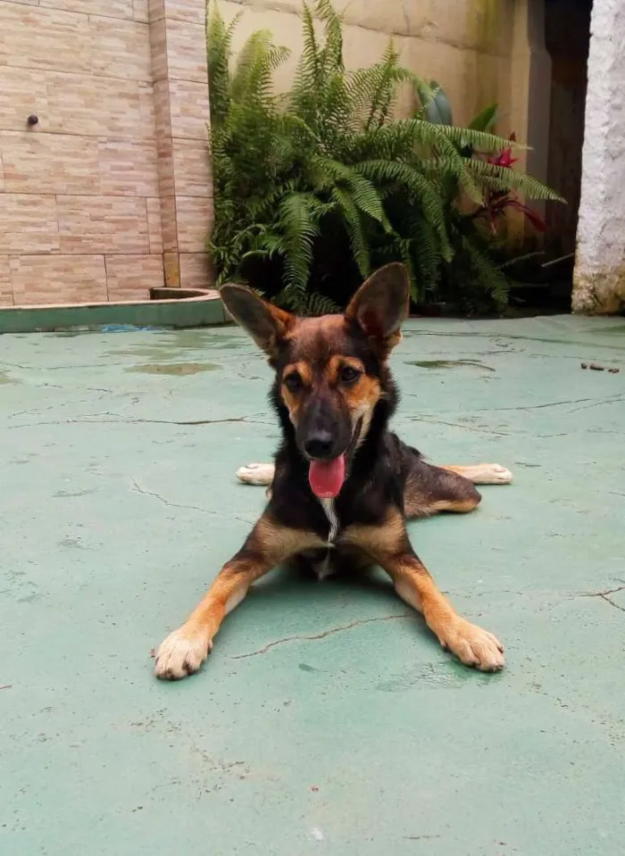 Cachorro ra a Vira-lata  idade 1 ano nome Pandora