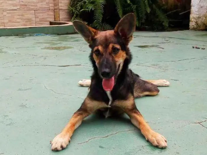 Cachorro ra a Vira-lata  idade 1 ano nome Pandora