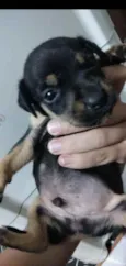 doação dois filhotes