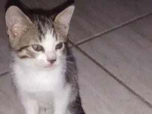 Gato raça Srd idade 2 a 6 meses nome Miguel