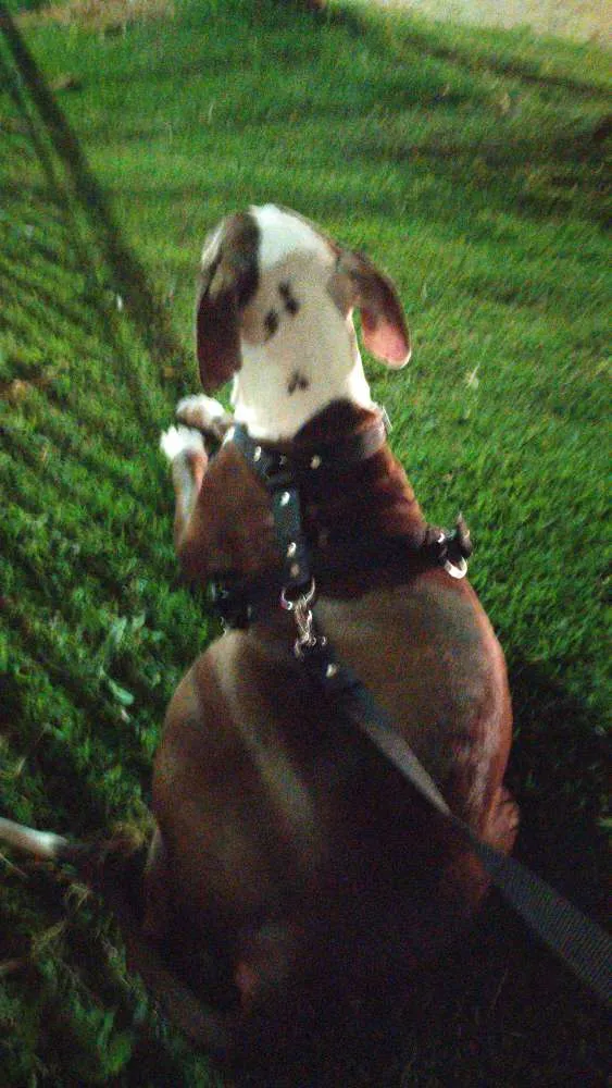 Cachorro ra a Pitbull idade 2 a 6 meses nome Scott