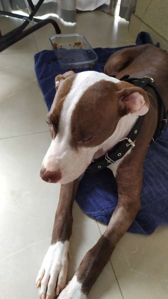 Cachorro ra a Pitbull idade 2 a 6 meses nome Scott