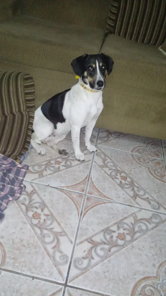 Cachorro raça SRD idade 2 anos nome Fofa