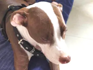 Cachorro raça Pitbull idade 2 a 6 meses nome Scott