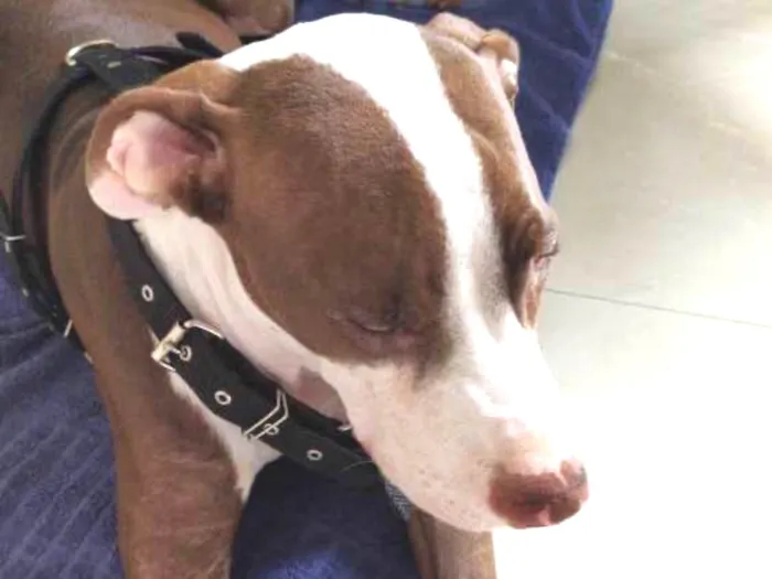 Cachorro ra a Pitbull idade 2 a 6 meses nome Scott