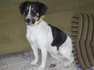 Cachorro raça SRD idade 2 anos nome Fofa