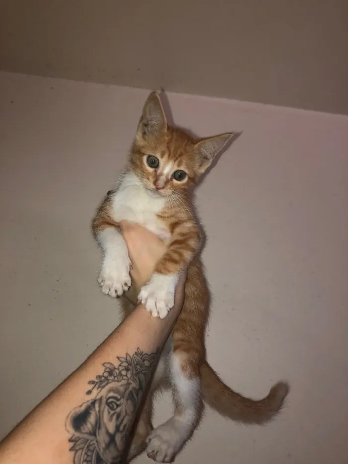 Gato ra a Vira-lata  idade 2 a 6 meses nome *Ainda sem nome*