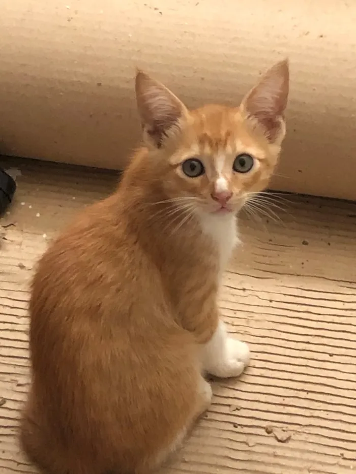 Gato ra a Vira-lata  idade 2 a 6 meses nome *Ainda sem nome*