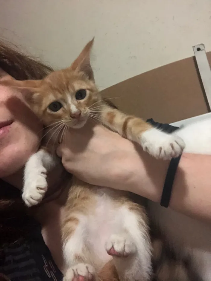 Gato ra a Vira-lata  idade 2 a 6 meses nome *Ainda sem nome*