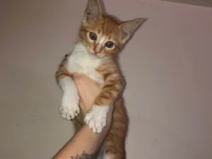 Gato raça Vira-lata  idade 2 a 6 meses nome *Ainda sem nome*