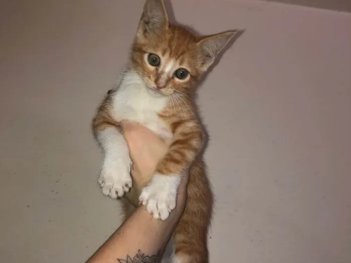 Gato ra a Vira-lata  idade 2 a 6 meses nome *Ainda sem nome*