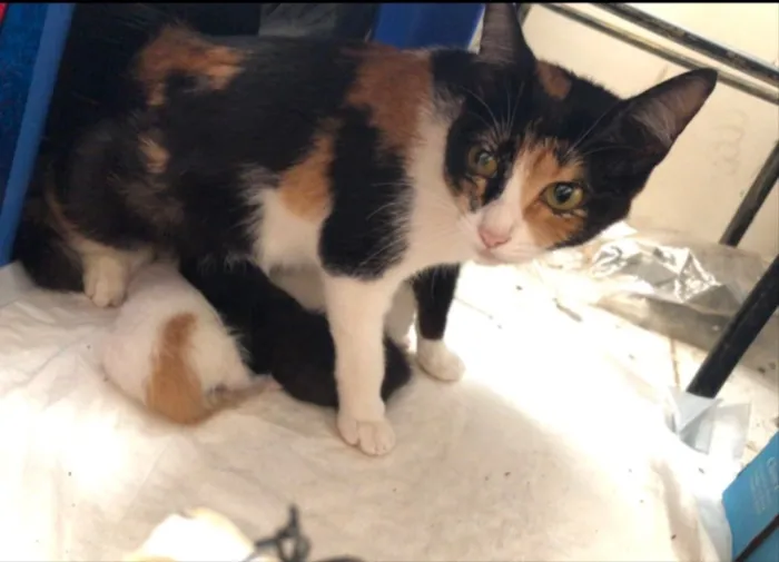 Gato ra a Vira-lata  idade 1 ano nome Rajada