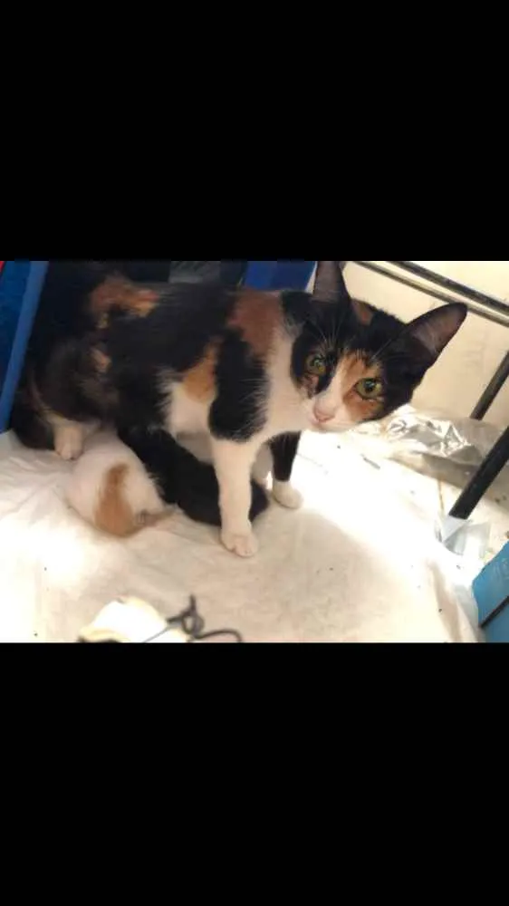 Gato ra a Vira-lata  idade 1 ano nome Rajada