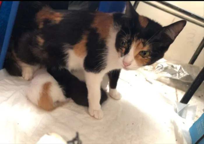 Gato ra a Vira-lata  idade 1 ano nome Rajada