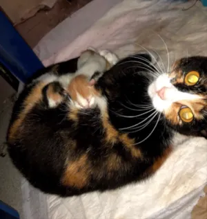 Gato raça Vira-lata  idade 1 ano nome Rajada
