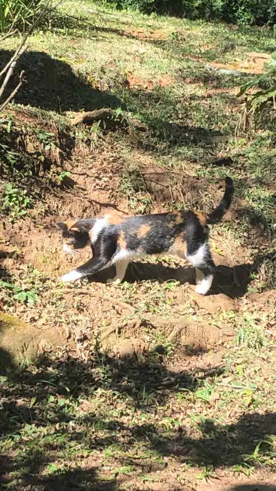 Gato ra a Vira-lata  idade 1 ano nome Rajada