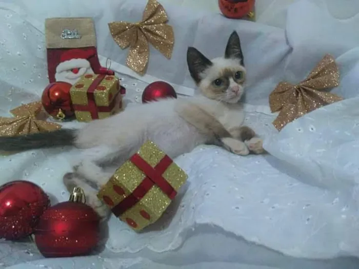 Gato ra a Srd idade 2 a 6 meses nome Vários 
