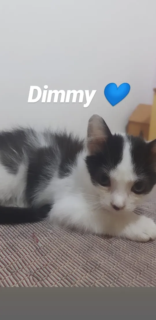 Gato ra a Srd idade 2 a 6 meses nome Vários 