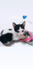 Vários