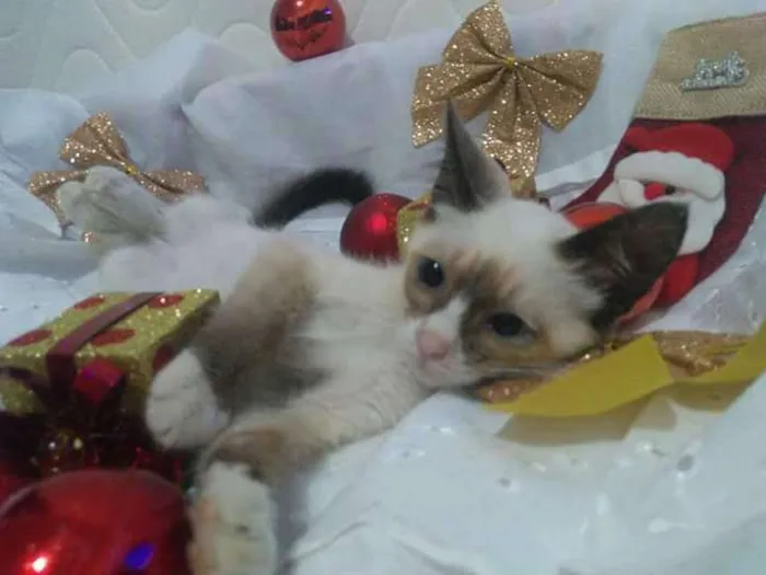 Gato ra a Srd idade 2 a 6 meses nome Vários 