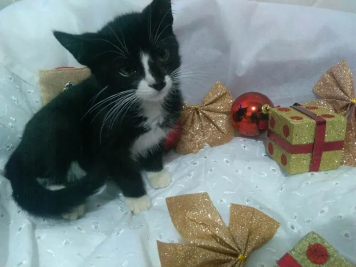 Gato ra a Srd idade 2 a 6 meses nome Vários 