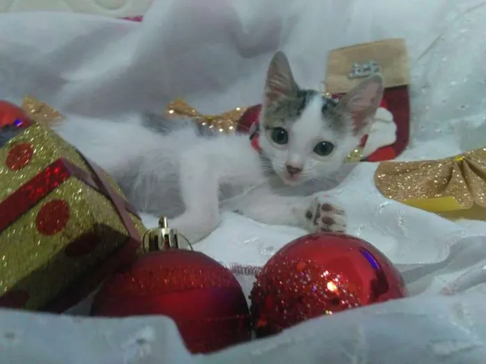 Gato ra a Srd idade 2 a 6 meses nome Vários 