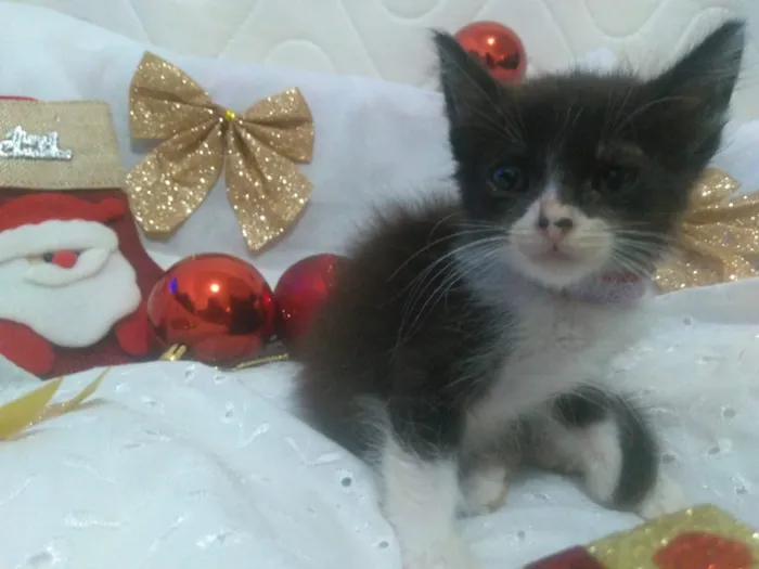 Gato ra a Srd idade 2 a 6 meses nome Vários 
