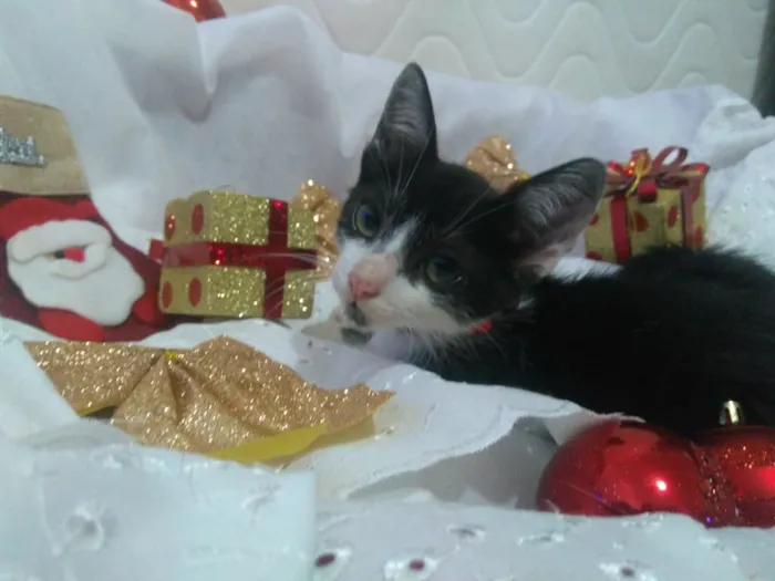 Gato ra a Srd idade 2 a 6 meses nome Vários 