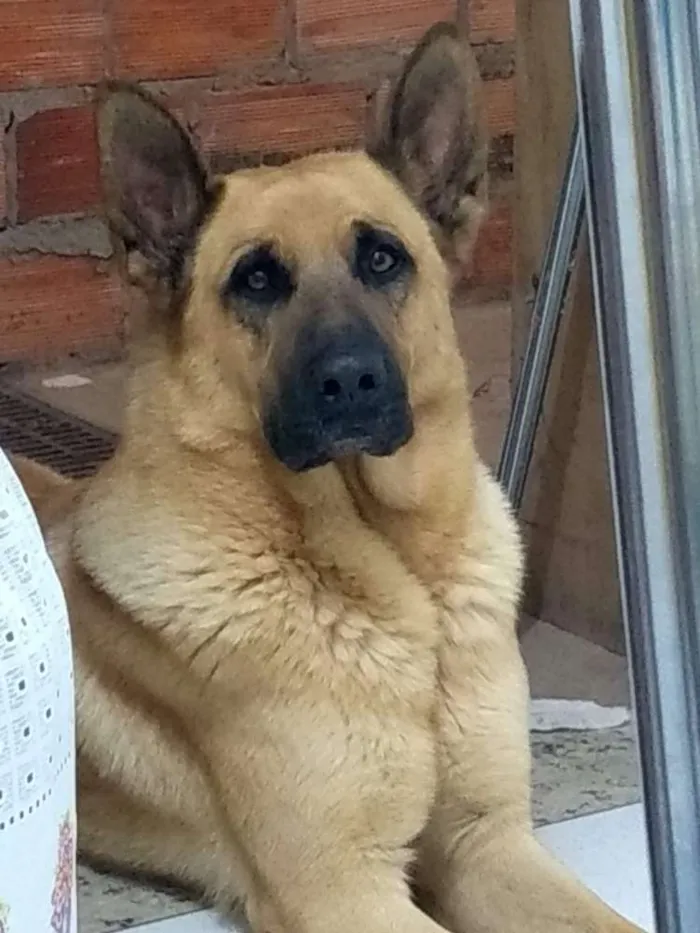 Cachorro ra a Pastor malinois idade 4 anos nome Maike