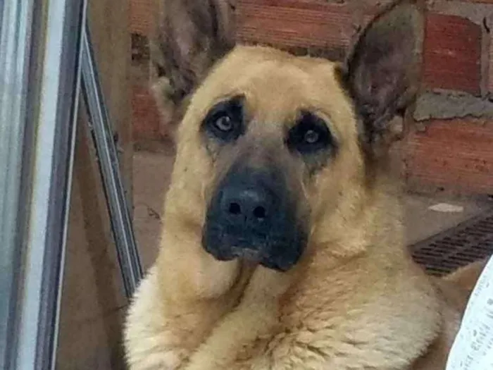 Cachorro ra a Pastor malinois idade 4 anos nome Maike
