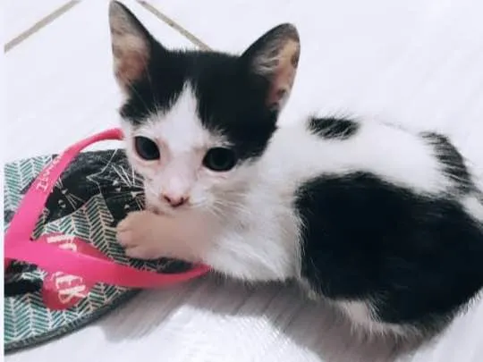 Gato ra a Srd idade 2 a 6 meses nome Vários 