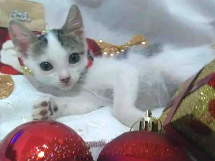 Gato ra a Srd idade 2 a 6 meses nome Vários 