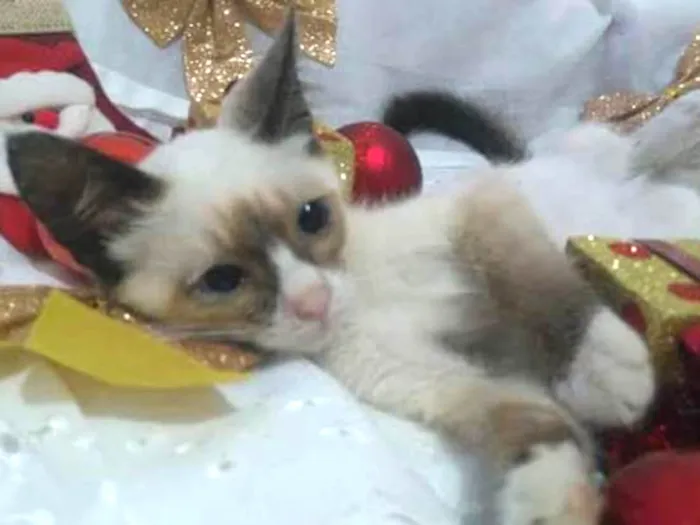 Gato ra a Srd idade 2 a 6 meses nome Vários 
