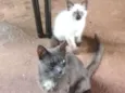 Nao tem