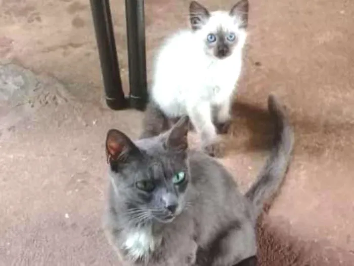 Gato ra a Vira lata  idade 2 a 6 meses nome Nao tem