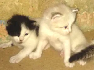 Gato raça Sem raça definida idade Abaixo de 2 meses nome Bolinhas