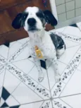 Betouvy 