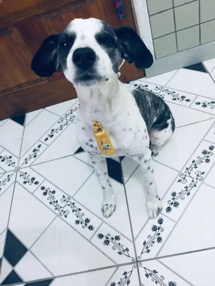 Cachorro ra a Não sei que raça ele é não  idade 6 ou mais anos nome Betouvy 