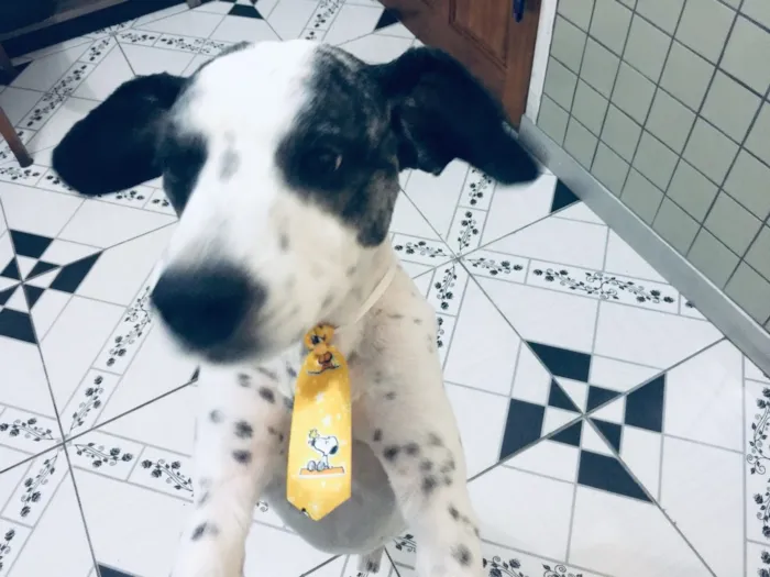 Cachorro ra a Não sei que raça ele é não  idade 6 ou mais anos nome Betouvy 