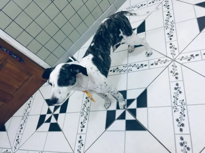 Cachorro ra a Não sei que raça ele é não  idade 6 ou mais anos nome Betouvy 