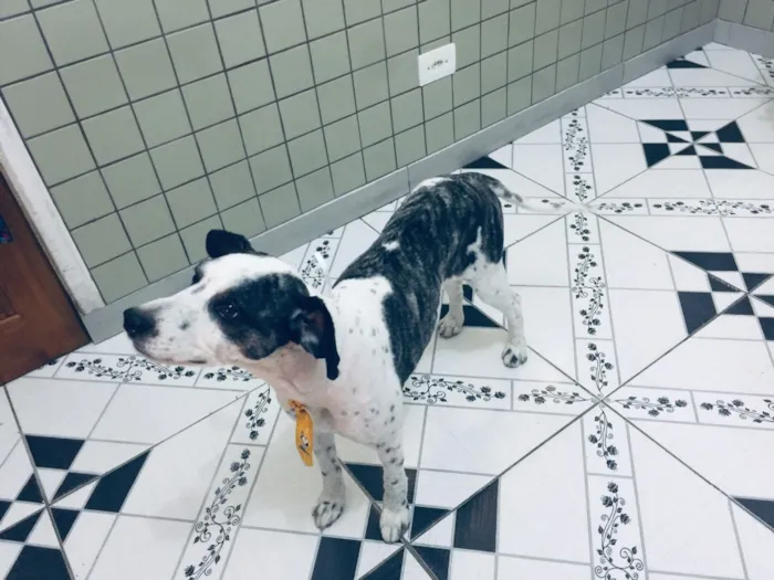 Cachorro ra a Não sei que raça ele é não  idade 6 ou mais anos nome Betouvy 