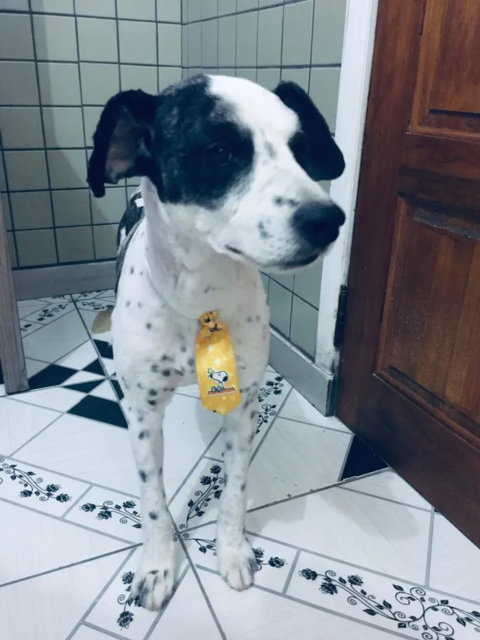 Cachorro ra a Não sei que raça ele é não  idade 6 ou mais anos nome Betouvy 