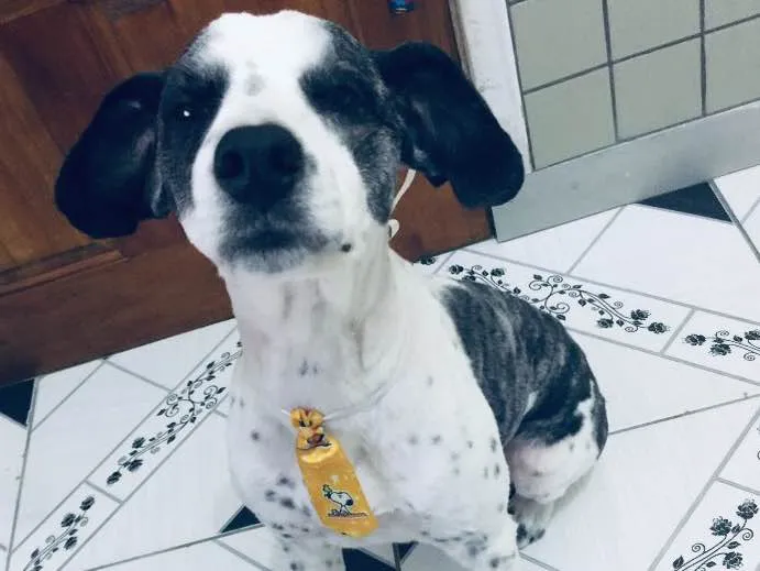 Cachorro ra a Não sei que raça ele é não  idade 6 ou mais anos nome Betouvy 