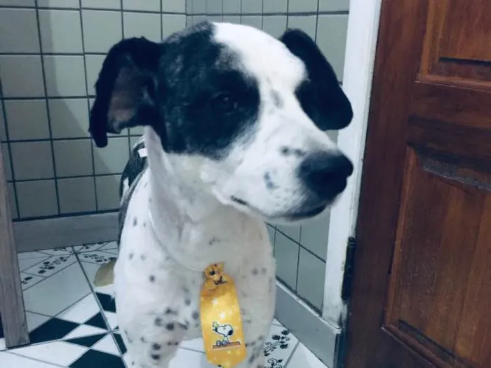 Cachorro ra a Não sei que raça ele é não  idade 6 ou mais anos nome Betouvy 