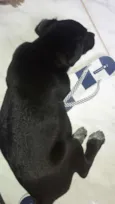 Doguinho