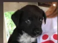 Doguinho